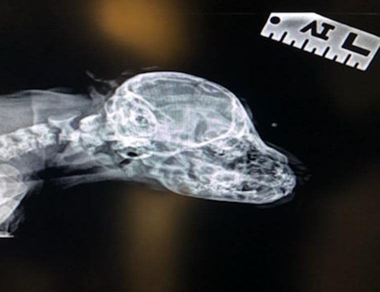 X-rays showed that there are no bones in the tail on the dog's face, which his veterinarian says is a congenital anomaly. 