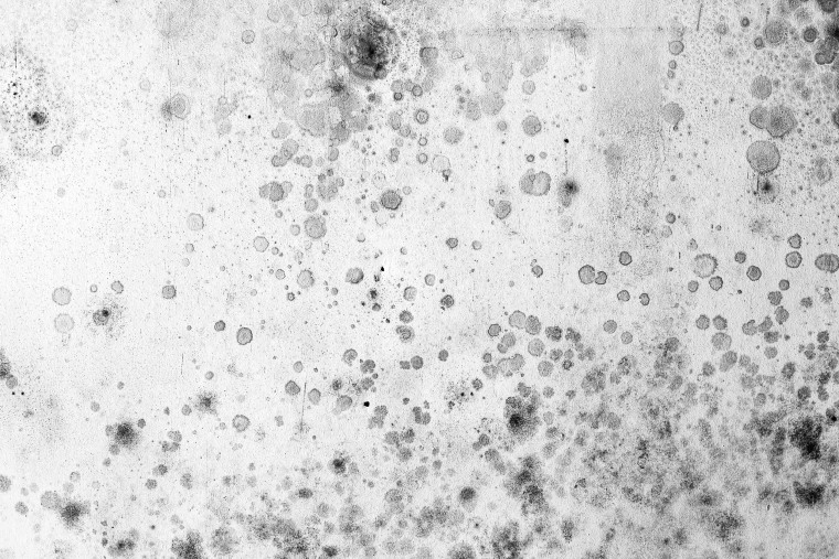 black mold spores