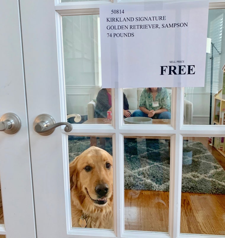 Golden Retriver Sampson is such an excited, lovable dog that he just throws himself at people--one reason he's listed as free.