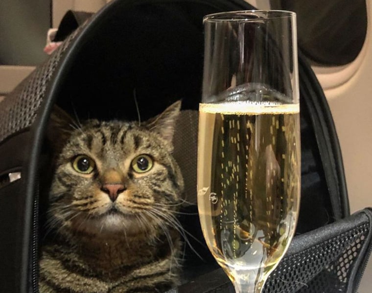 Image: Viktor the cat on board the plane en route to Vladivostok.