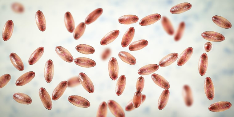 Image: Plague bacteria, illustration