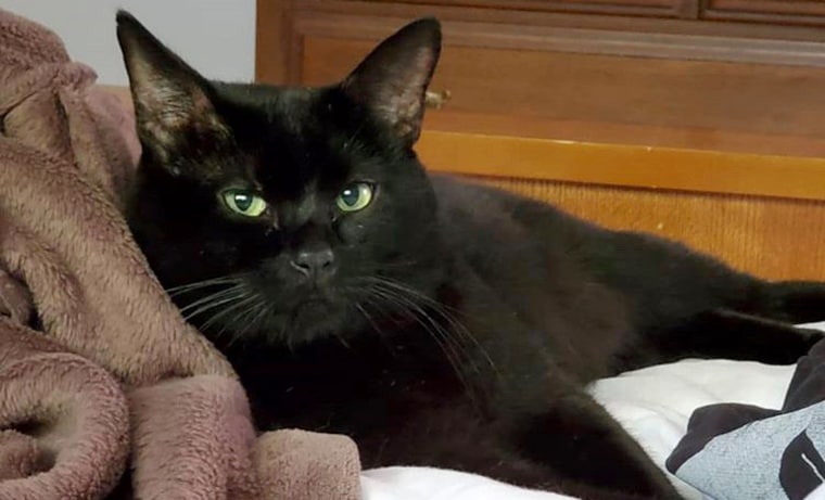 Image: Batman the cat was stolen from a PetSmart and later recovered by police.