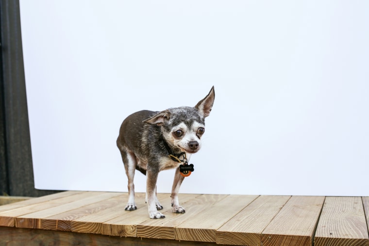 A little chihuahua named Eeyore was the first dog Greig adopted.