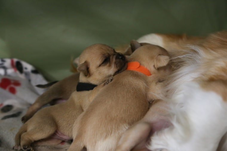Mom who lost litter adopts puppies