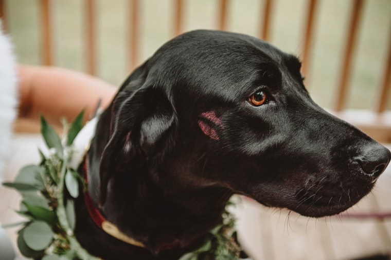 Bride poses for 'first look' photos with dog