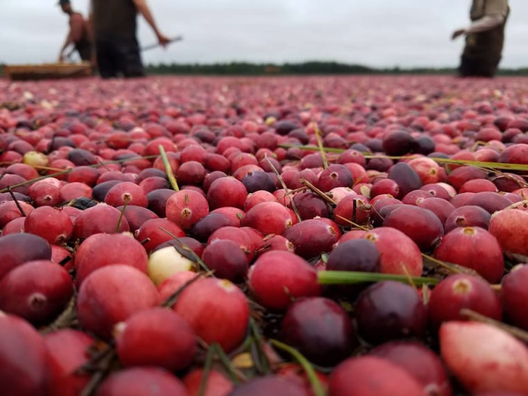 Harvesting cranberries in Wisconsin.