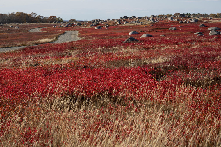 The leaves of blueberry plants turn bright red in autumn as they respond to lowering temperatures.