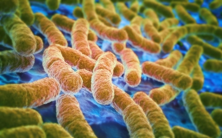 E.coli bacteria