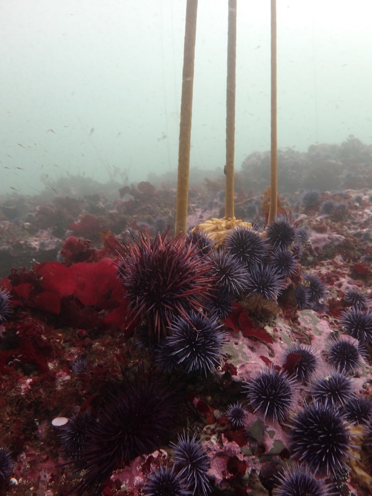 Image: Urchins and Bull Kelp
