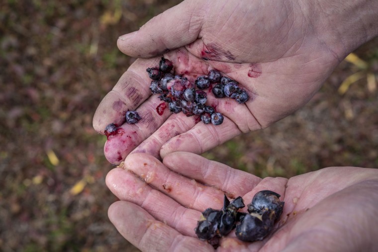 Greg Bridges shows the difference in the pigment left on his hands from wild blueberries, top, and cultivated blueberries. Wild blueberries have two times the antioxidants and a lot of that is found in the pigment.