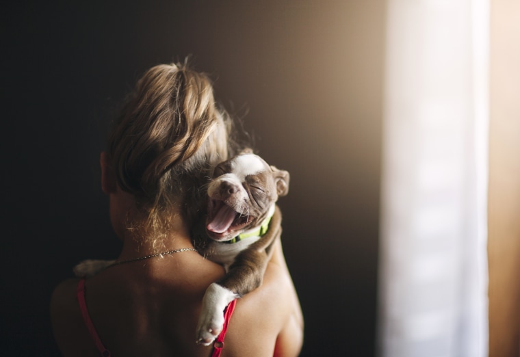 Girl holding yawning Boston Terrier puppy