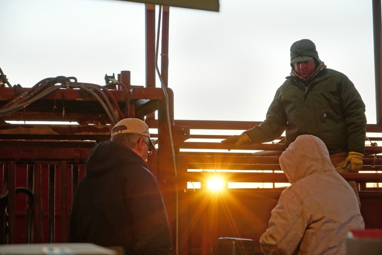 Image: Ranchers gather to discuss whether to postpone the bison health check-up until the sun has fully risen and it is warm enough to deliver vaccinations.