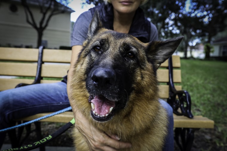 Daisy, the family's 5-year-old German Shepard.