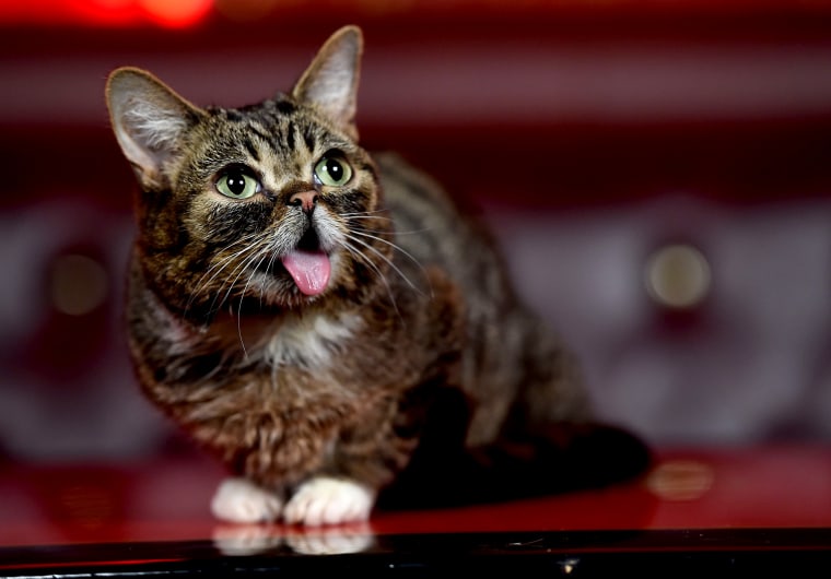 Image: Lil Bub attends a meet and greet in Los Angeles in 2014.