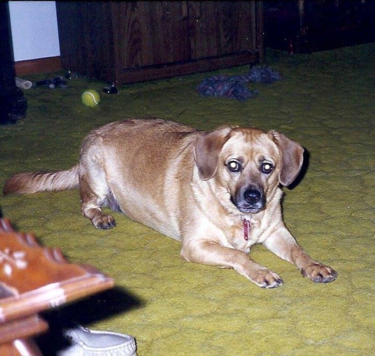 Mary Kay Gerrets' late dog, Pepper.