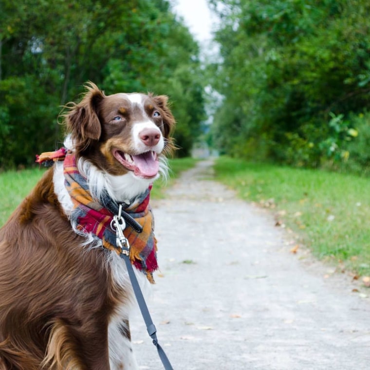 Olivia Wojcicehowski's dog Gunther.