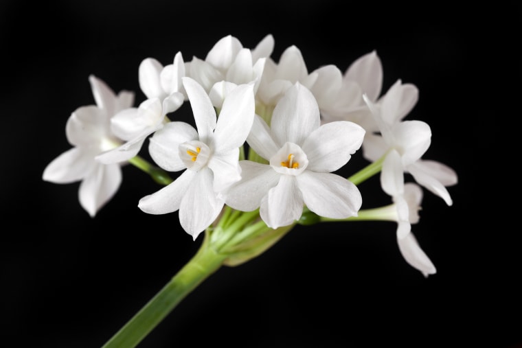 Image: Paperwhite flowers