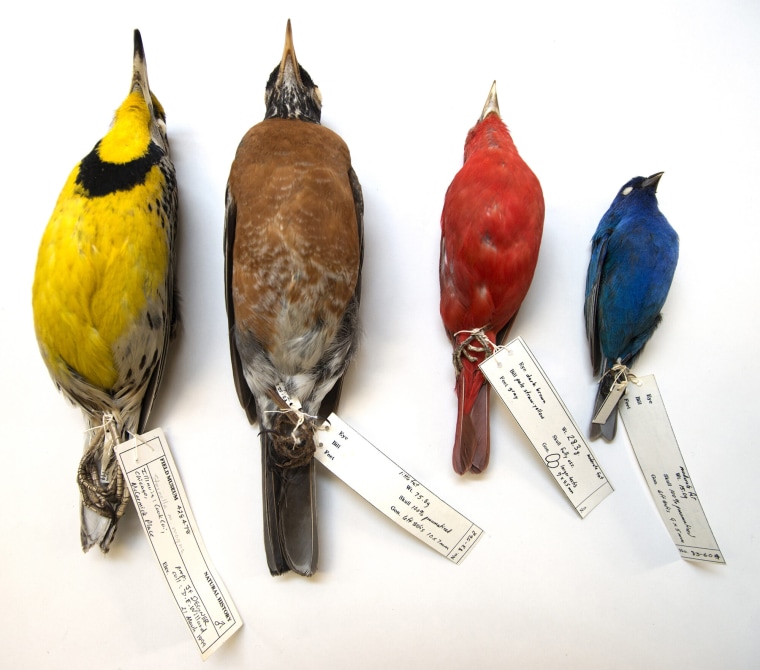 Image: Migratory Birds
