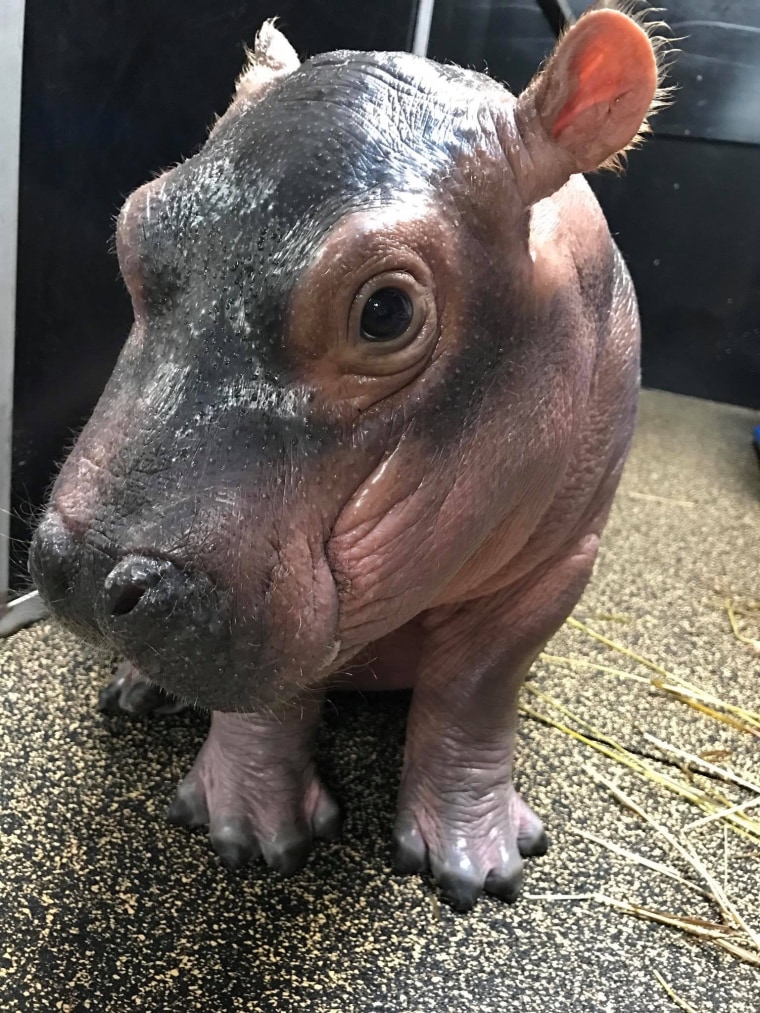 Fiona the hippo as a baby