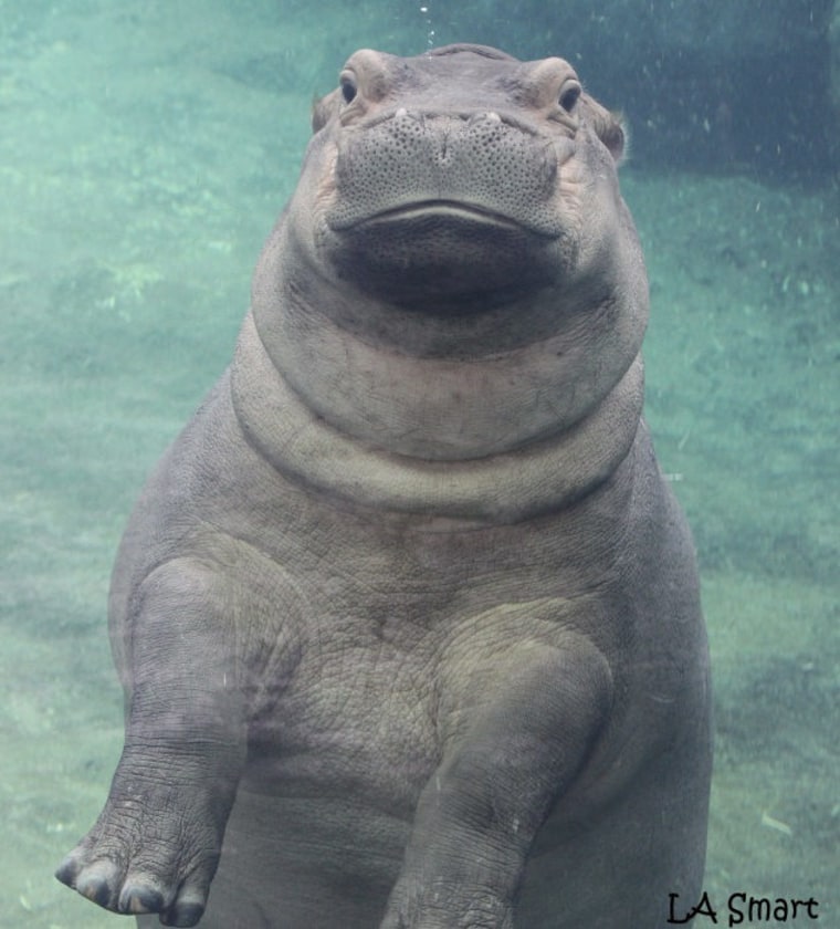 Fiona the hippo floats underwater