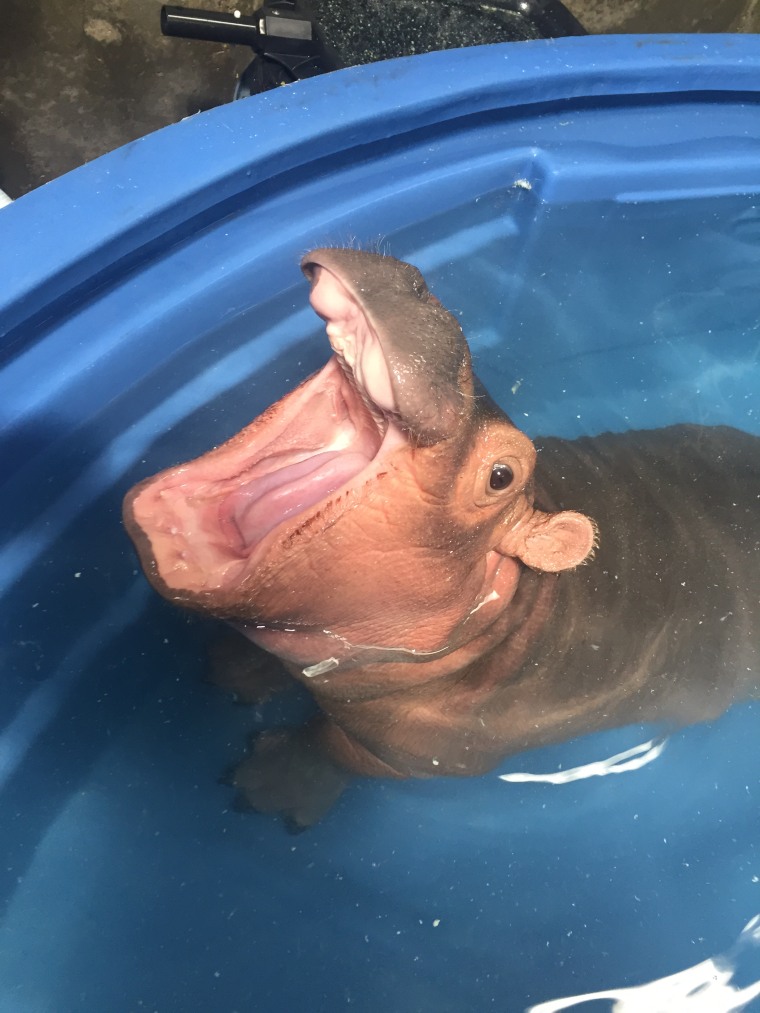 Fiona the hippo yawns