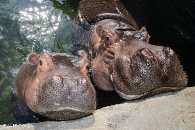 Fiona the hippo smiles with her mom