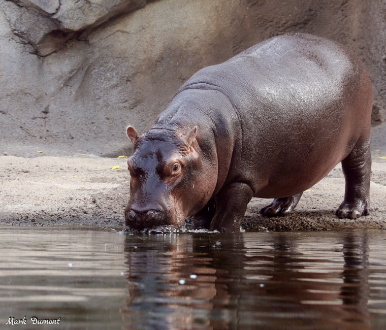 Fiona the hippo drinks