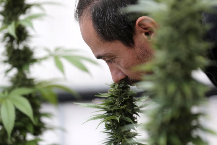 Image: Esteban Almeida smells his cannabis plants in Quito, Ecuador, on Nov. 7, 2019.