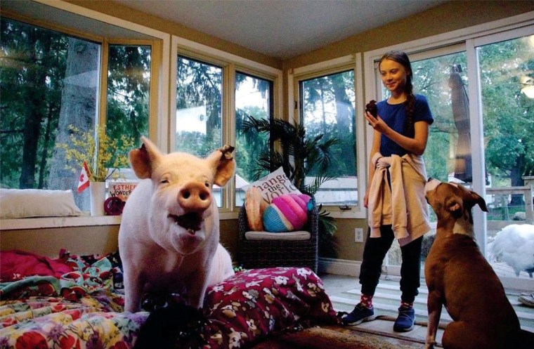 Image: Swedish environmental activist Greta Thunberg meets Esther the Wonder Pig during her visit to Esther's animal sanctuary in Campbellville, Ontario