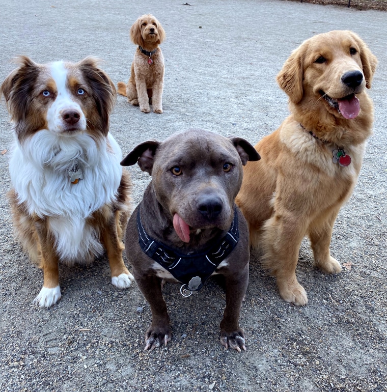 Image: Rowdy, left, and her friends, Gummy Bear and Goldie, at a dog park.