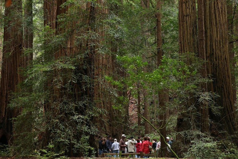 Park visitors walk along a path of Coastal Redwood trees at Muir Woods National Monument on Aug. 20, 2013 in Mill Valley, Calif.