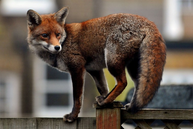 Image: An urban fox prowls along a garden fence in Ealing Dean in West London, England.