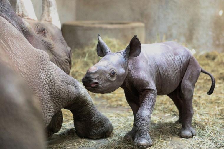 Image: A male black rhino calf, which has not been named, is seen with his mother, Doppsee after its birth at the Potter Park Zoo in Lansing