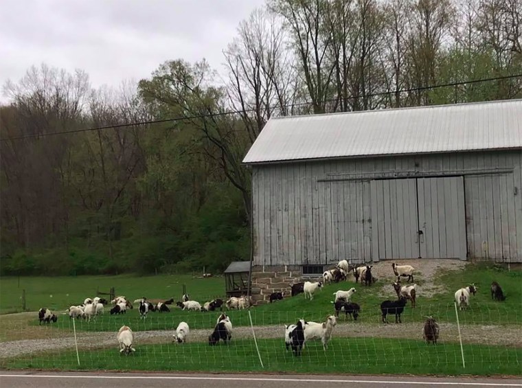 Image: Farms on leased land