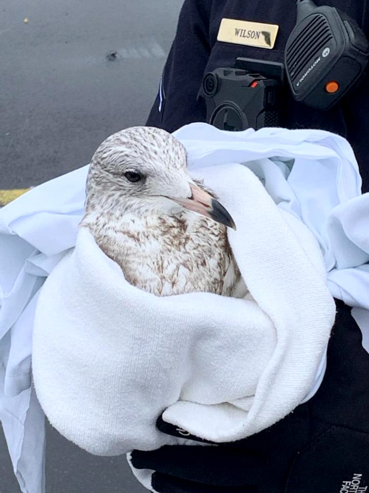 Image: Injured seagull in Maryland