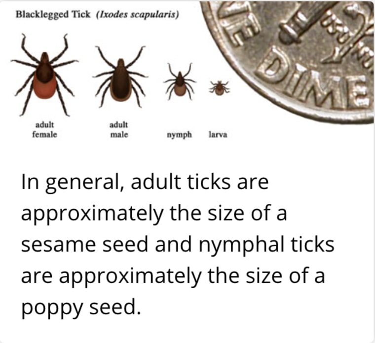 Black-legged ticks that carry Borrelia virus can infect humans.