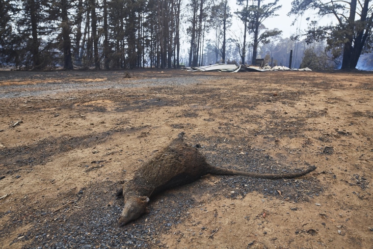 Image: A dead wallaby in Australia's Wingello State Forest on Monday