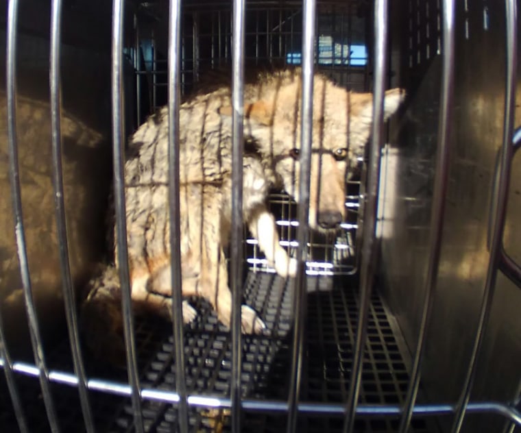 Image: A coyote caught by Chicago Animal Care and Control.