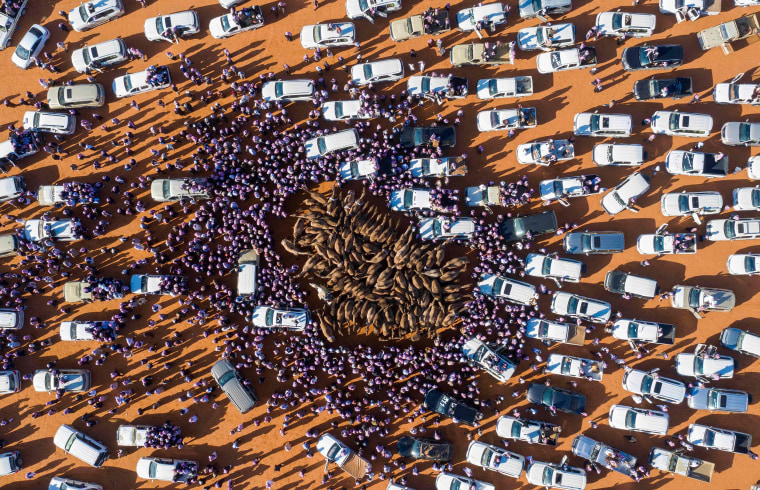 Cars surround camels for sale during the annual King Abdulaziz Camel Festival in Rumah, Saudi Arabia, on Jan. 7, 2020.