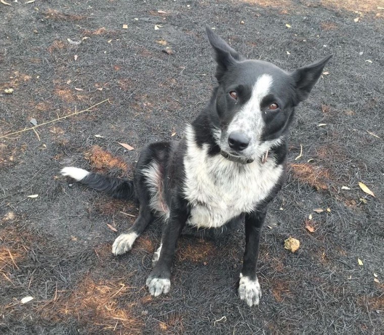 Image: Patsy, a shepherd mix, brought more than 220 sheep to safety during Australia's devastating wildfires.