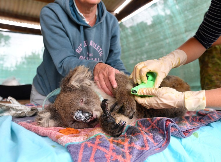 Image: Vets and volunteers treat koalas at Kangaroo Island Wildlife Park on Kangaroo Island