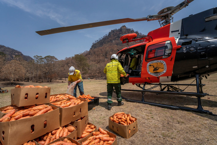 Image: NSW's DPIE staff prepare carrot air drop in Newnes