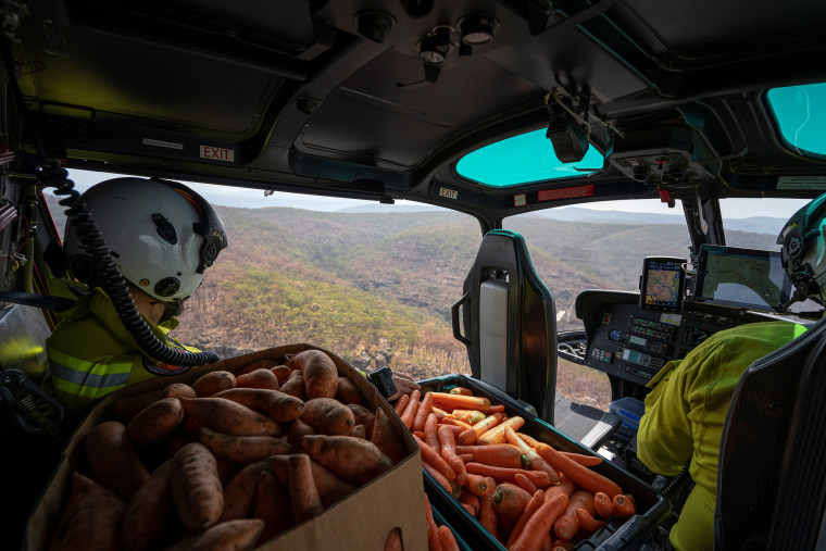 Image: NSW's DPIE staff prepare carrot and sweet potato air-drop around Wollemi National Park