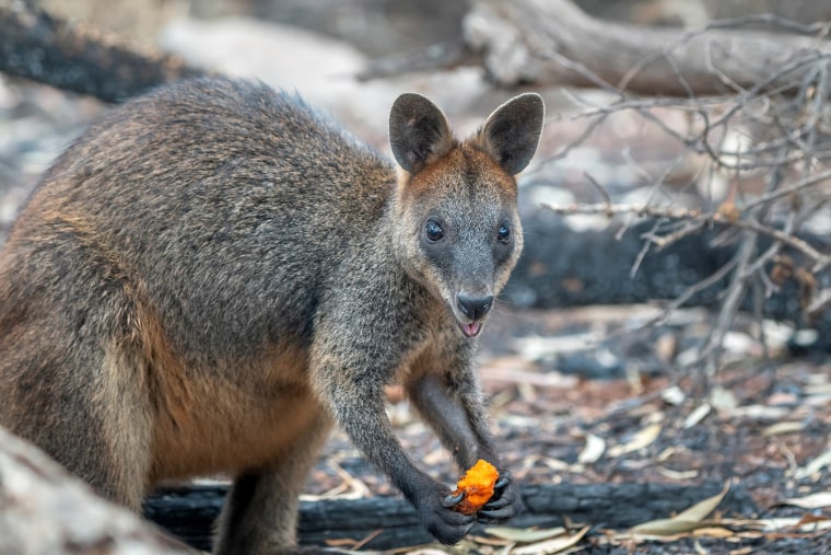 Image: Wallaby eats after NSW's DPIE workers air-dropped food around national parks