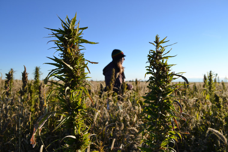 A volunteer walks through a hemp field at a farm in Springfield, Colorado