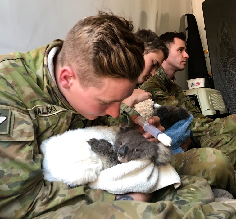 Image: Australian Defense Forces member Simon Halicki hand feeds milk to a baby koala.