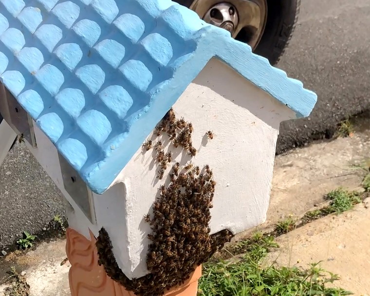 Image: Bees which abandoned their hives after becoming disorientated by over two weeks of earthquakes and tremors swarm on a mail box in Fajardo