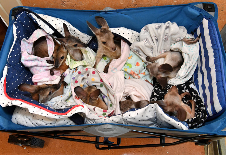 Image: Kangaroo and wallaby joeys that have been orphaned due to a mixture of road accidents, dog attacks, bushfires and drought conditions are seen in a cart as they are treated at Australia Zoo Wildlife Hospital in Beerwah
