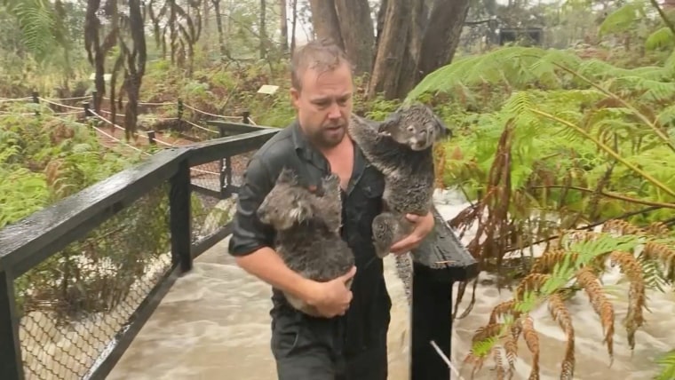 Image: Staff member carries koalas as they secure the park during flooding caused by heavy rainfall at the Australian Reptile Park in Somersby, New South Wales in this still frame obtained from January 17, 2020 social media video