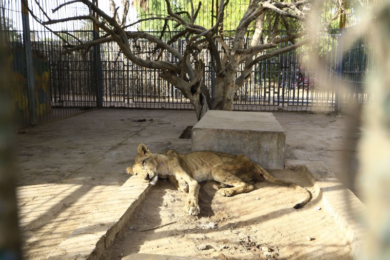 TOPSHOT-SUDAN-LIONS-CONSERVATION